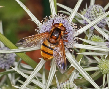 Volucella inanis, hoverfly, female, Alan Prowse